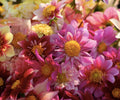 Dahlia Seed – Shuswap Bee’s Choice
