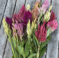 Celosia Raven's Feild Blend