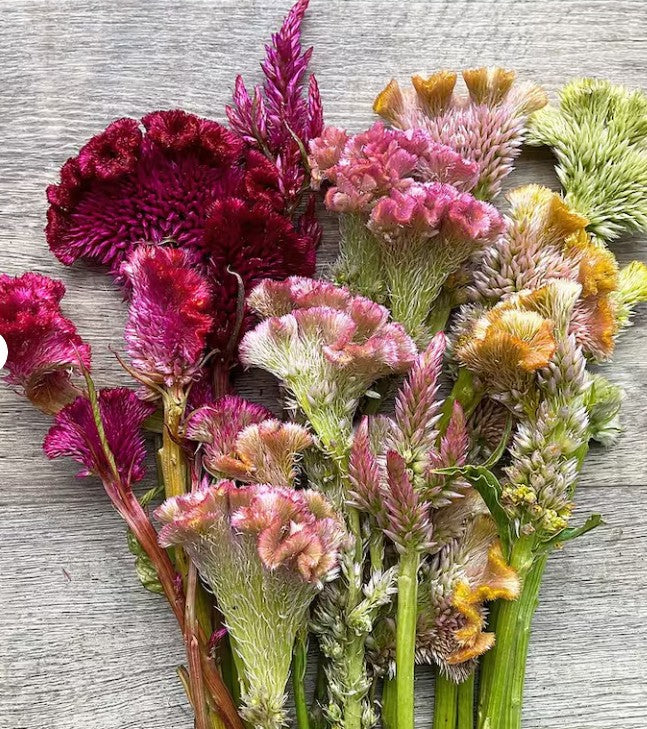 Celosia Raven's Feild Blend