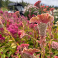 Celosia Dusty Rose (Coral Reef)