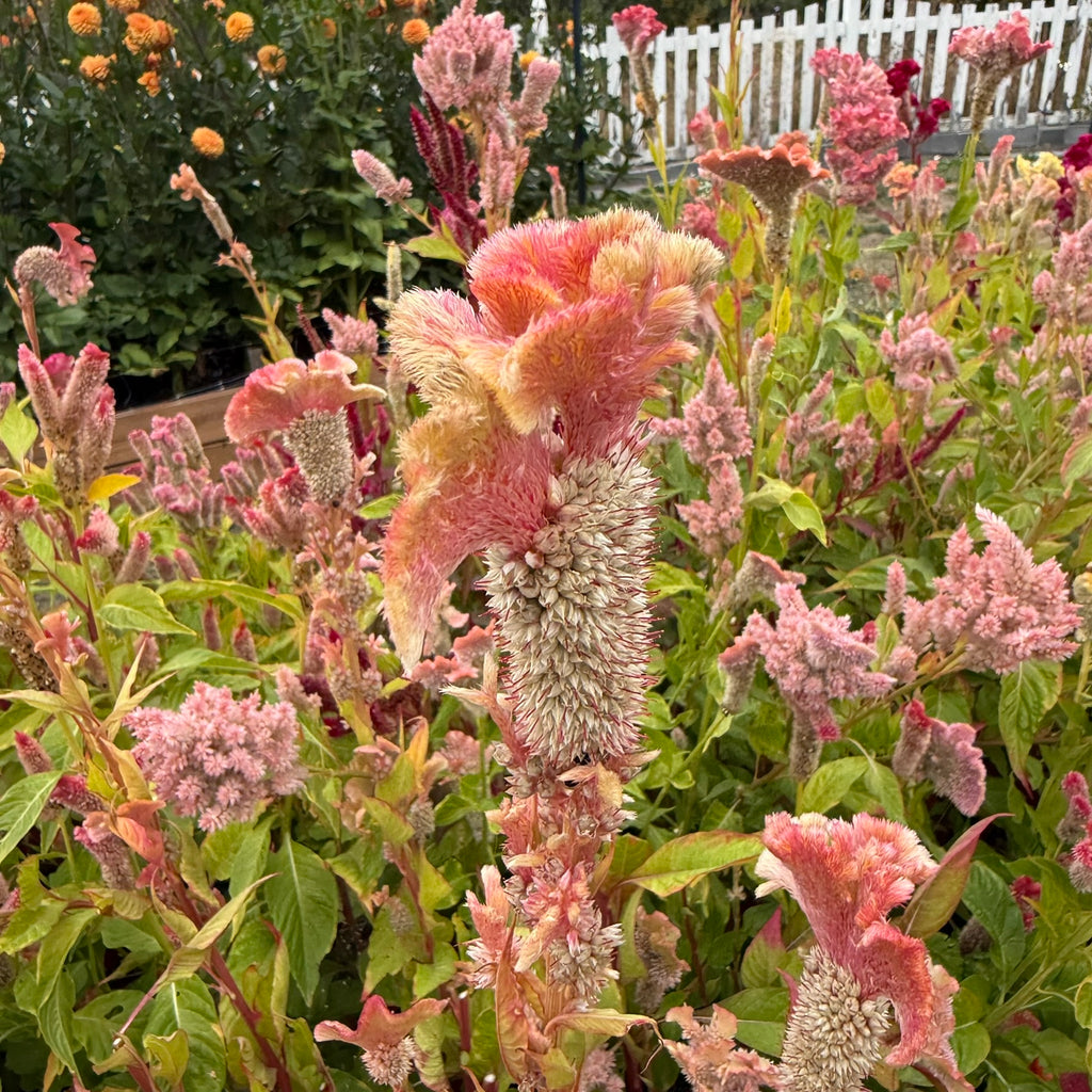 Celosia Dusty Rose (Coral Reef)