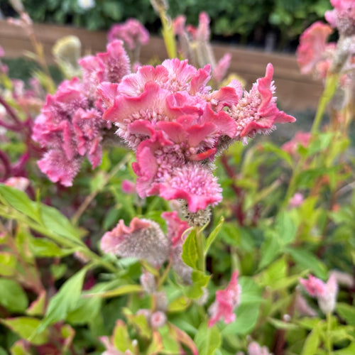 Celosia Dusty Rose (Coral Reef)