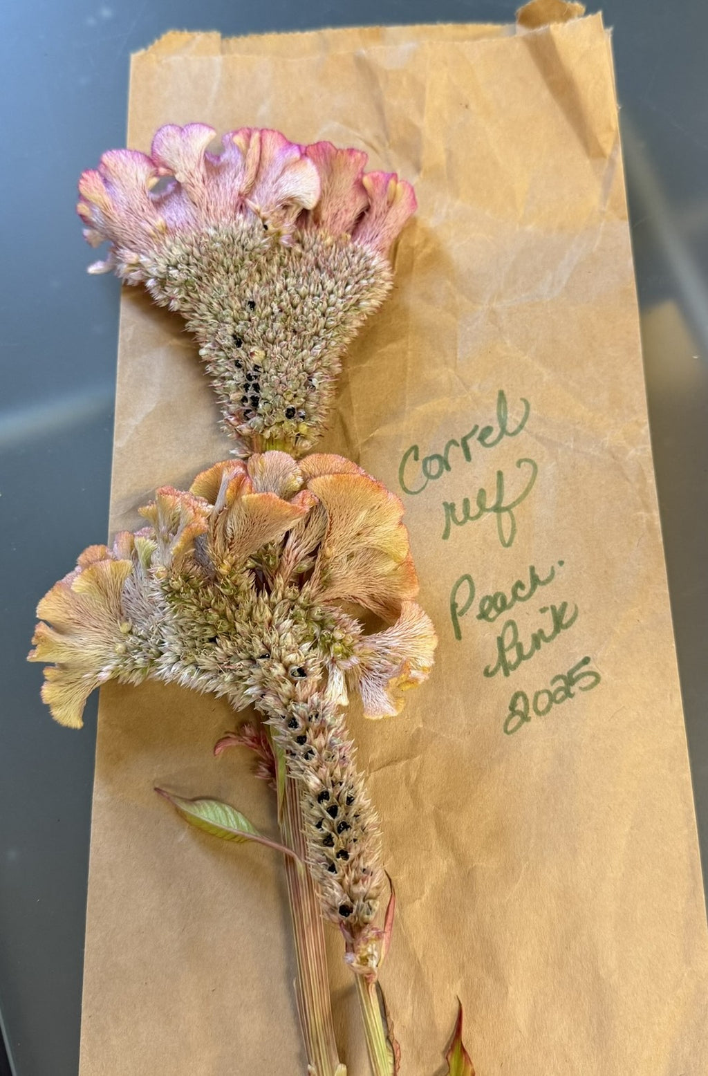 Celosia Dusty Rose (Coral Reef)