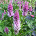 Celosia Feathered Wheat