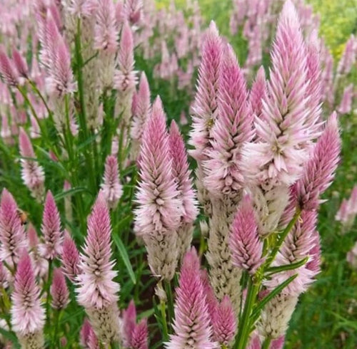 Celosia Feathered Wheat
