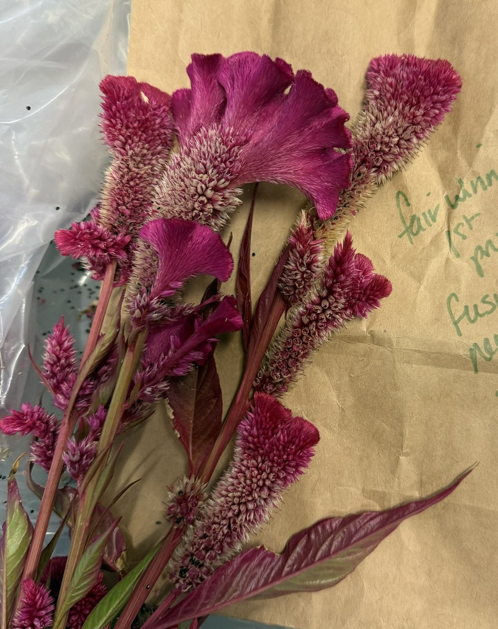 Celosia Velvet Magenta (Coral Reef)