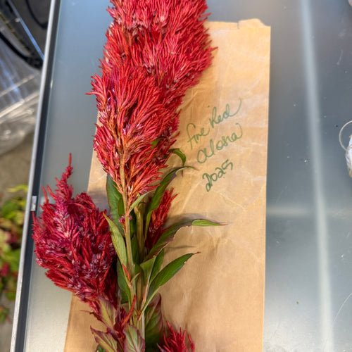 Celosia 'Sol Flare'