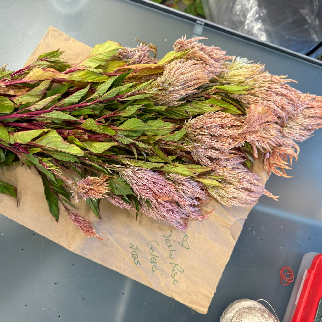 Celosia Vintage Rose Seeds