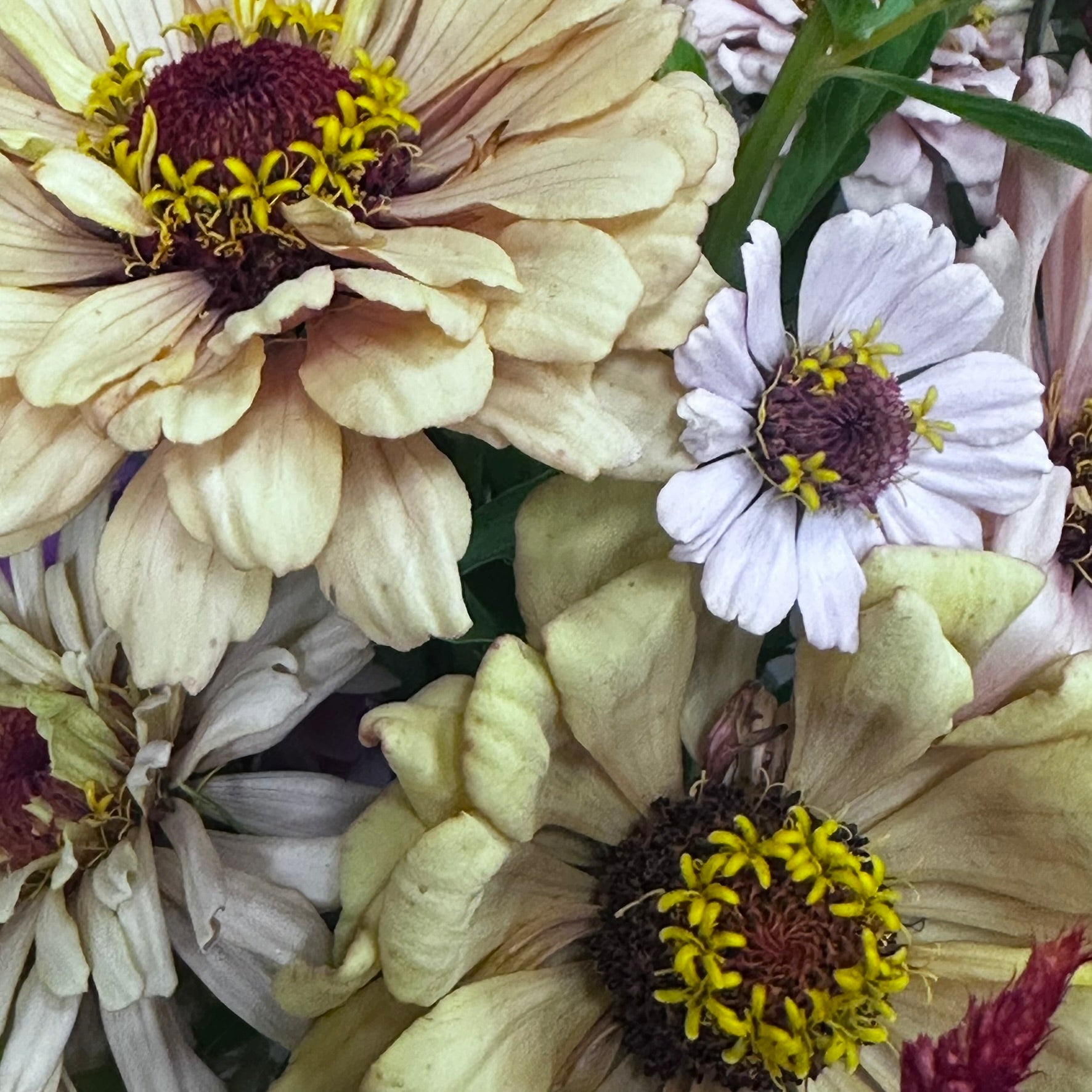 Zinnia Seed - Raven and Raine Blend
