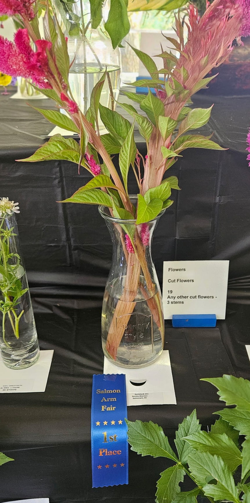 Celosia Velvet Magenta (Coral Reef)