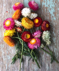 Strawflower - Farm Field Blend