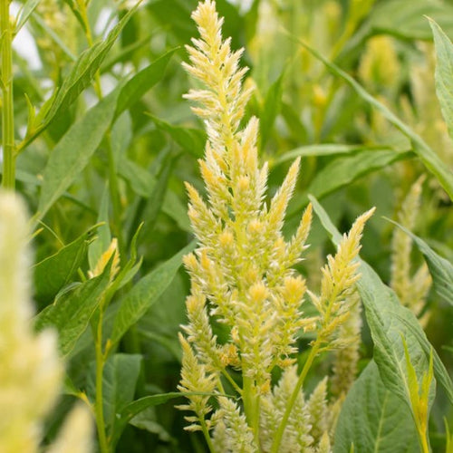 Celosia Mountain Moss Seeds