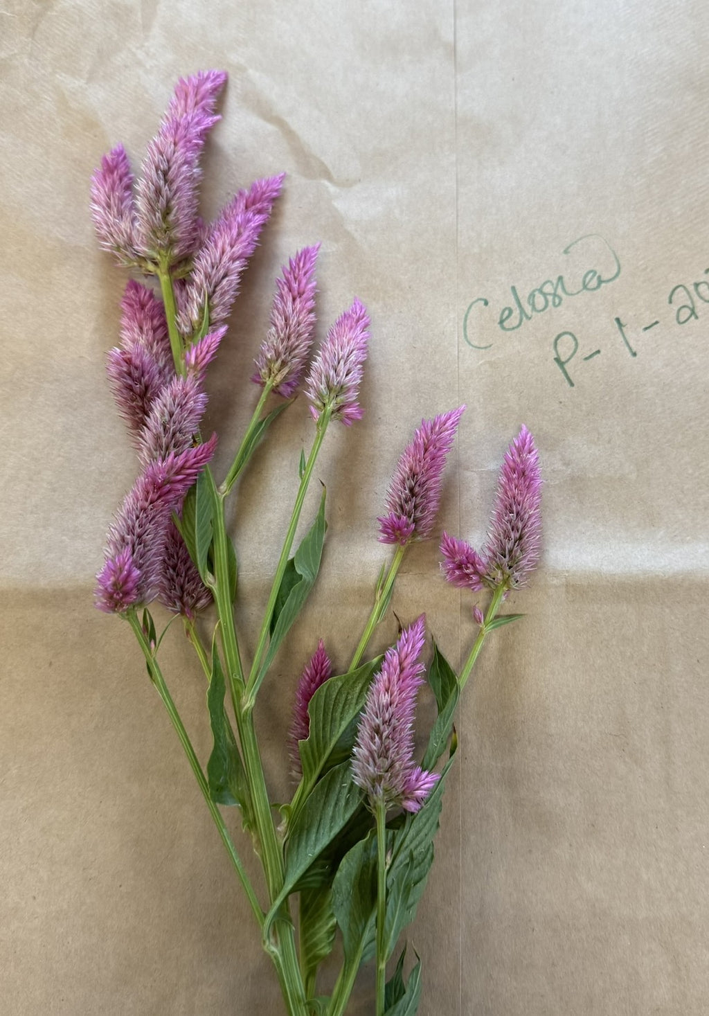 Celosia Feathered Wheat