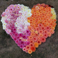 Raven & Raine Garden Palette Collections
