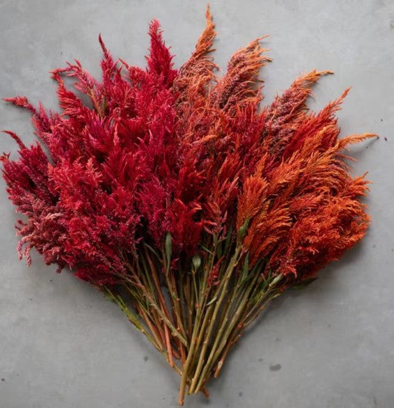Celosia 'Sol Flare'