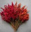 Celosia 'Sol Flare'