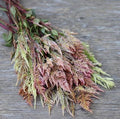 Celosia Vintage Rose Seeds
