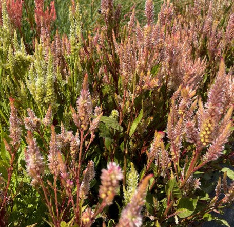 Celosia Vintage Rose Seeds