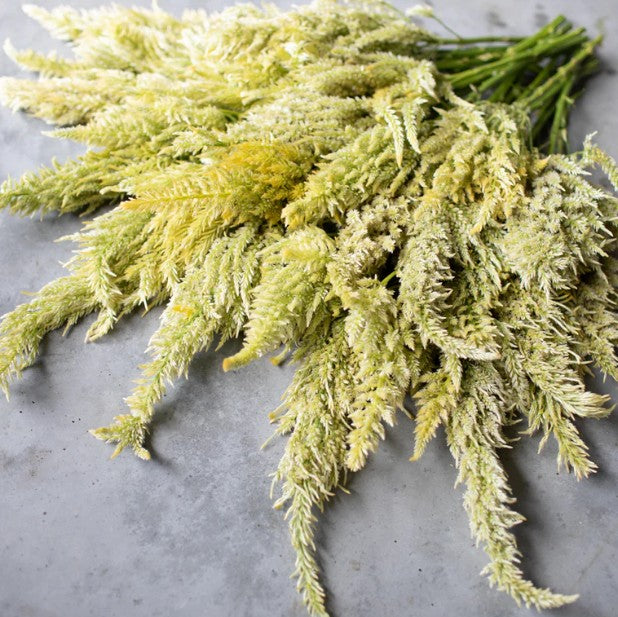 Celosia Mountain Moss Seeds